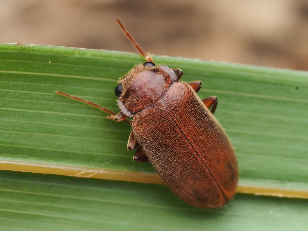 Cyphanus