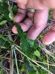 Ipomoea microdactyla