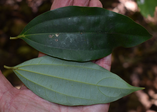 Cryptocarya grandis, 2023-11-17
