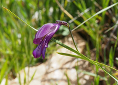 Gladiolus atroviolaceus