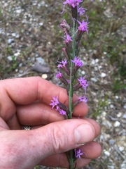 Liatris garberi
