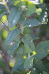 Lepechinia cardiophylla