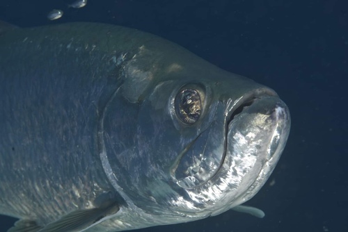 Atlantic Tarpon