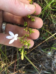 Oplonia spinosa