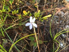Oplonia spinosa