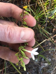 Oplonia spinosa