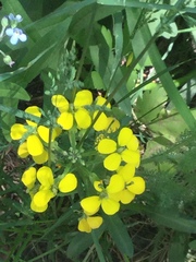Erysimum perenne