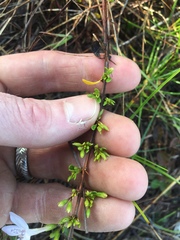 Oplonia spinosa