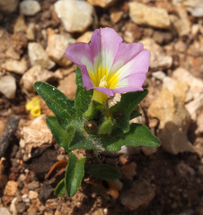 Convolvulus humilis
