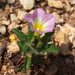 Convolvulus humilis - Photo (c) Ron Frumkin, some rights reserved (CC BY-NC), uploaded by Ron Frumkin