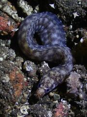 Flores Reef Moray photo 3
