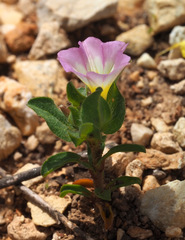 Convolvulus humilis