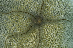 Ophiothrix suensoni