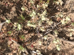 Stylocline gnaphaloides