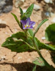 Convolvulus pentapetaloides