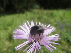 Bombus terrestris canariensis