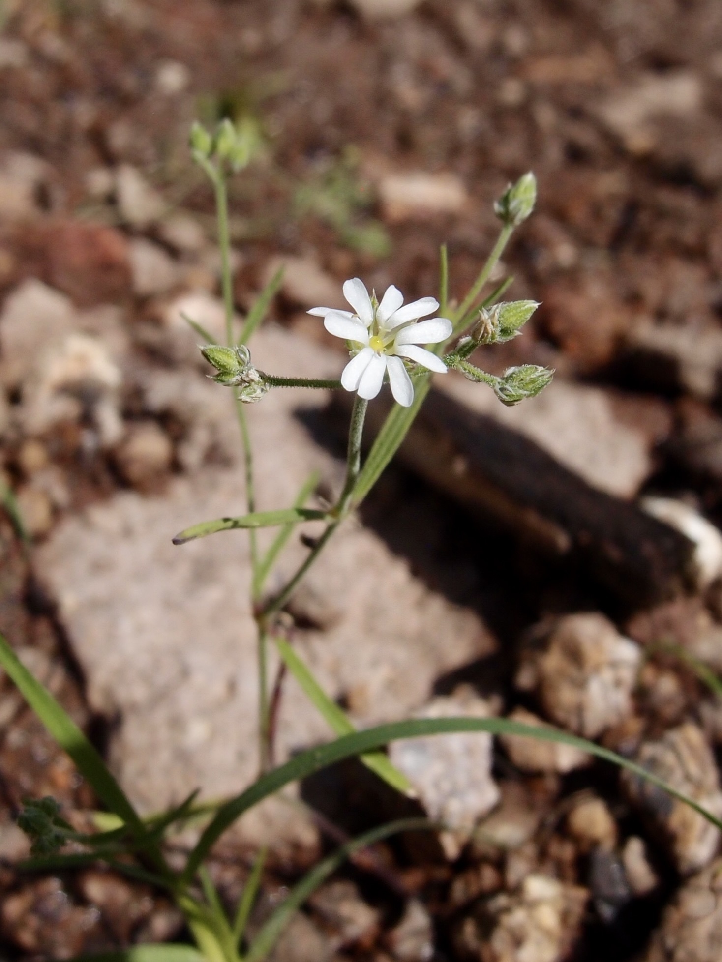 Drymaria effusa