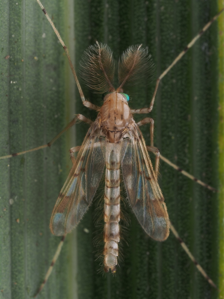Apsectrotanypus cana