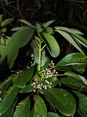 Daphniphyllum calycinum