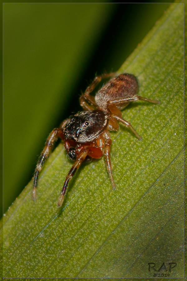 Tartamura adfectuosa