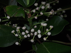 Daphniphyllum calycinum