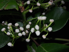 Daphniphyllum calycinum