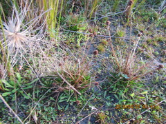 Juncus caespiticius