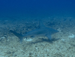 Carcharhinus plumbeus