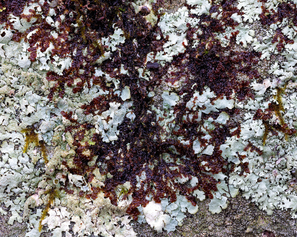 Asa Gray's Scalewort From Bradford County, PA, USA On December 31, 2023 At 05:57 PM By ...