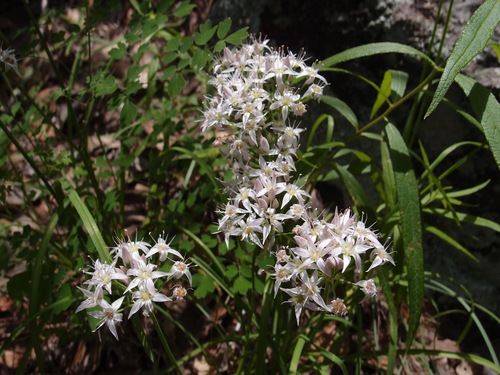 Tanners Canyon onion (Allium plummerae)