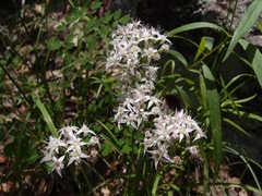 Allium plummerae