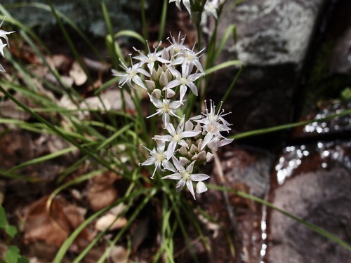 Allium plummerae, photograph 1