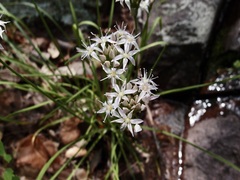 Allium plummerae, photograph (c) Sue Carnahan, some rights reserved (CC BY)
