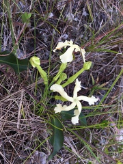 Echites umbellatus