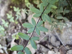 Pellaea wrightiana image