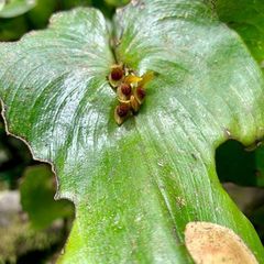 Pleurothallis cordata