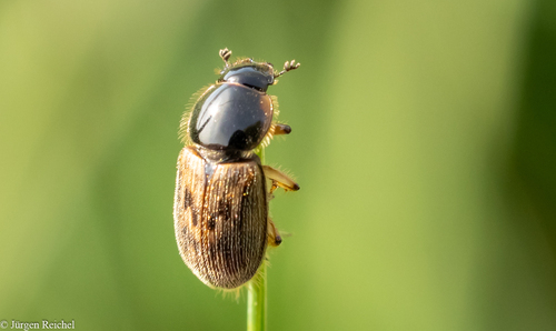 black-streaked dung beetle, photo 7 of 9
