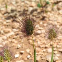 Cynosurus coloratus