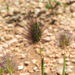 Bright Dogtail Grass - Photo (c) Ron Frumkin, some rights reserved (CC BY-NC), uploaded by Ron Frumkin