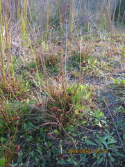 Juncus caespiticius