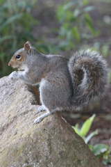 Sciurus carolinensis
