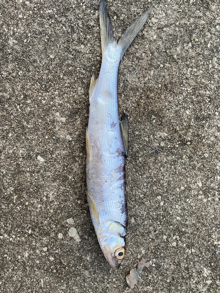 Southern Ladyfish