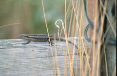 Trachylepis spilogaster