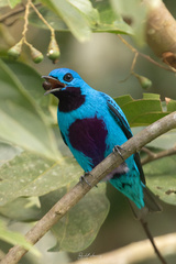 Turquoise Cotinga photo 4