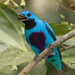 Cotinga Turquesa - Photo (c) Randall Jiménez, algunos derechos reservados (CC BY-NC), subido por Randall Jiménez