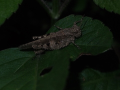 Trilophidia annulata