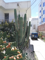 Trichocereus bridgesii