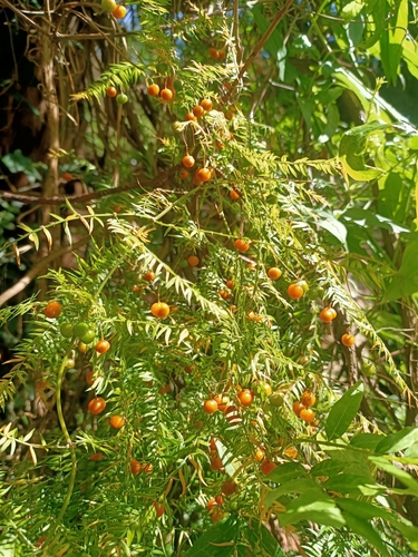 Foto de Aspargo