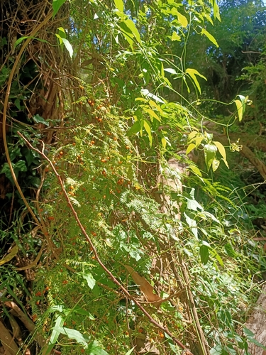 Foto de Aspargo