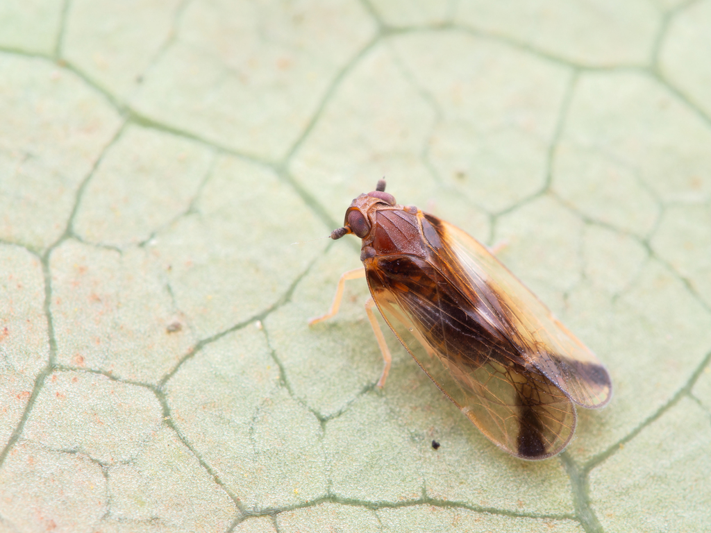 Tiriteana clarkei